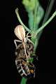Thomisidae_runcinia grammica